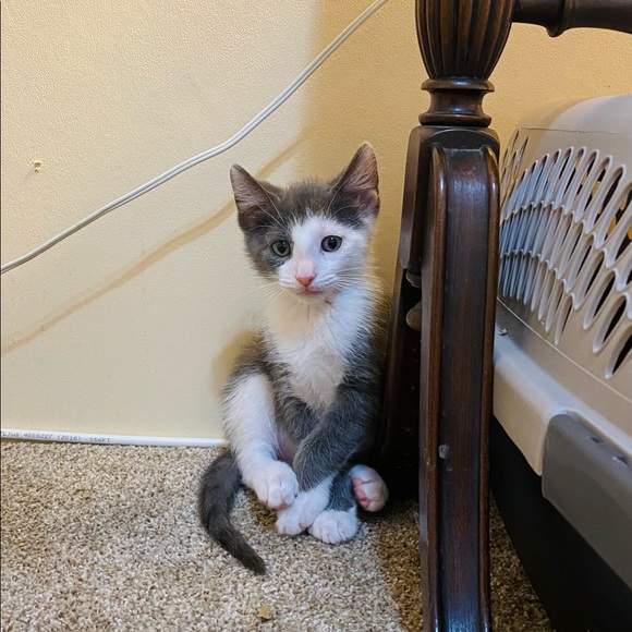 😻Bookmark me! All profits feed feral cats 🐈⬛ - Picture 5 of 11